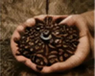 saudi coffee name